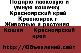 Подарю ласковую и умную кошечку - Красноярский край, Красноярск г. Животные и растения » Кошки   . Красноярский край